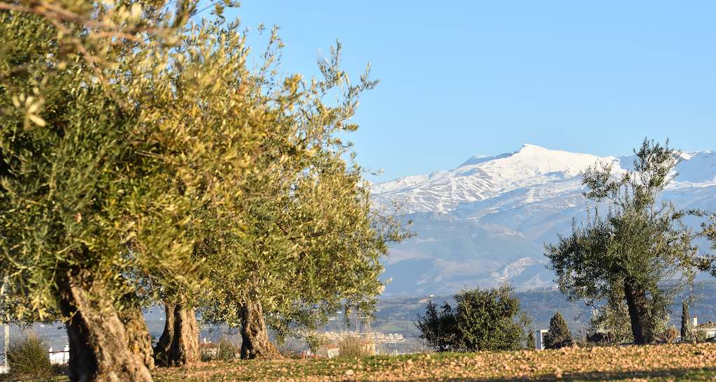 Balsamo de Sierra Nevada